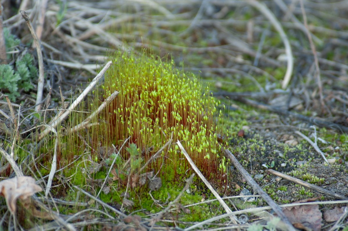 DSC_2240.jpg