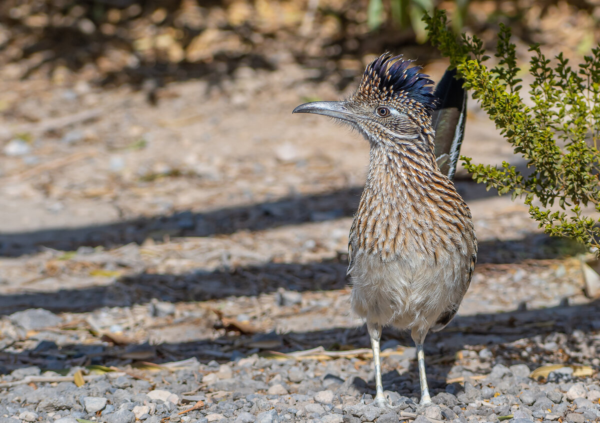 DSC_2322-2.jpg