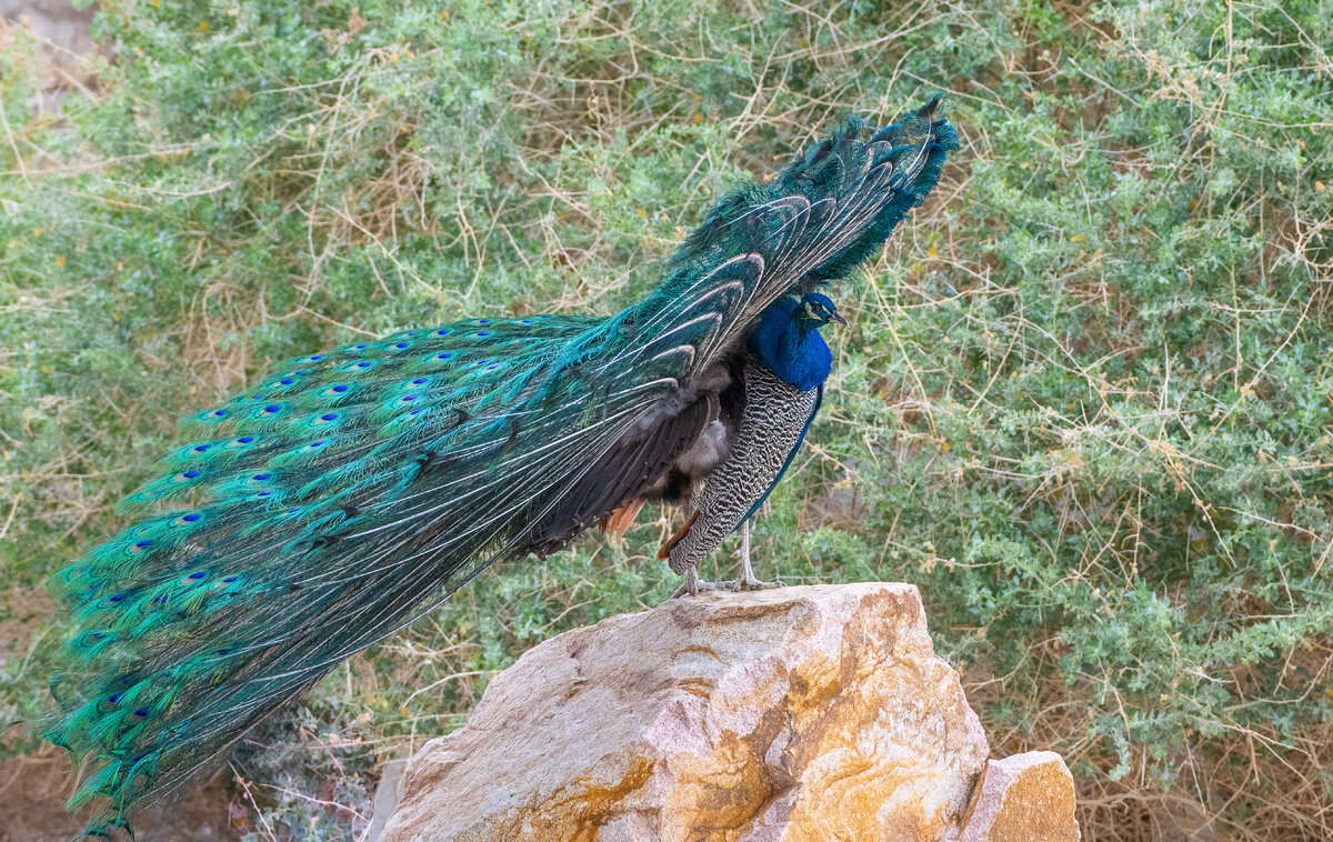 DSC_2400.jpg