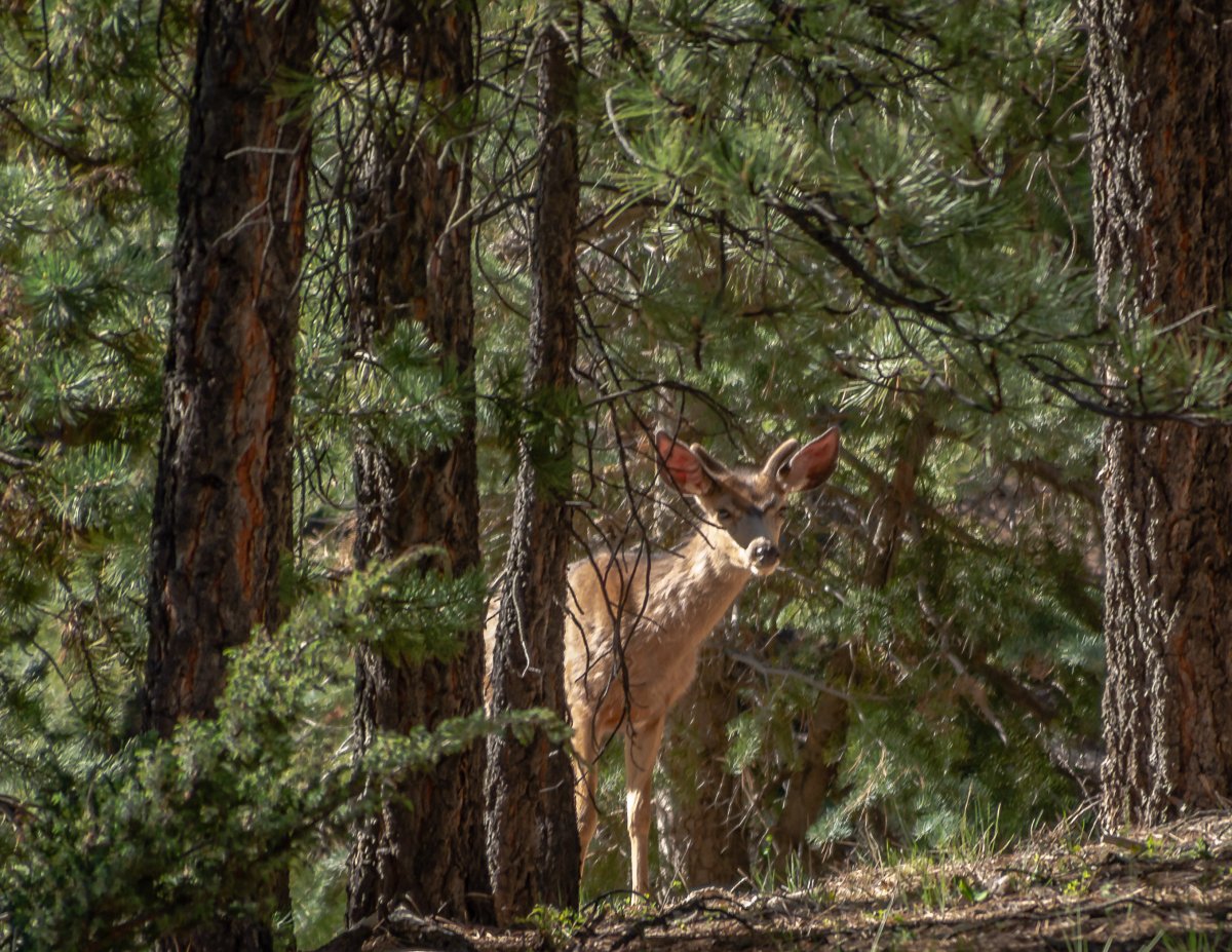 DSC_2880-4.jpg