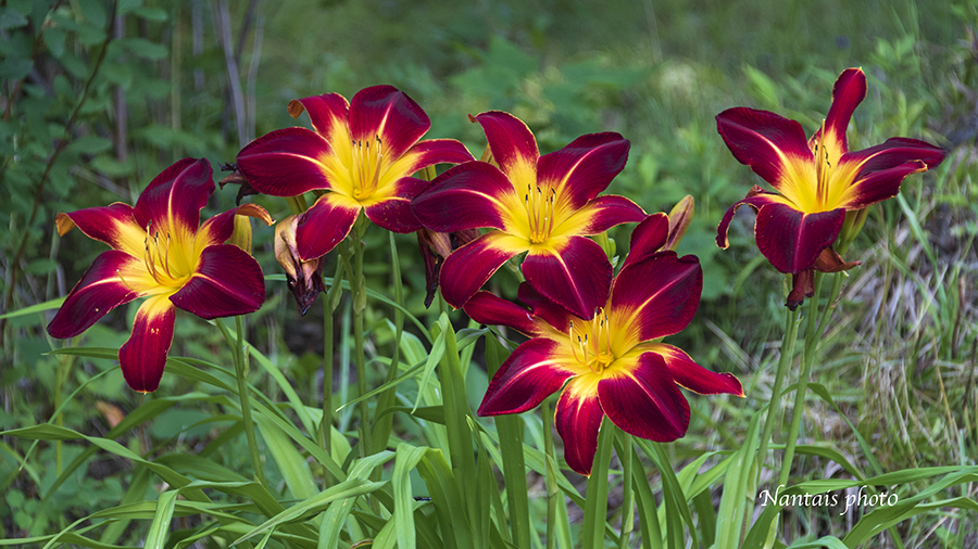 DSC_3974s.jpg