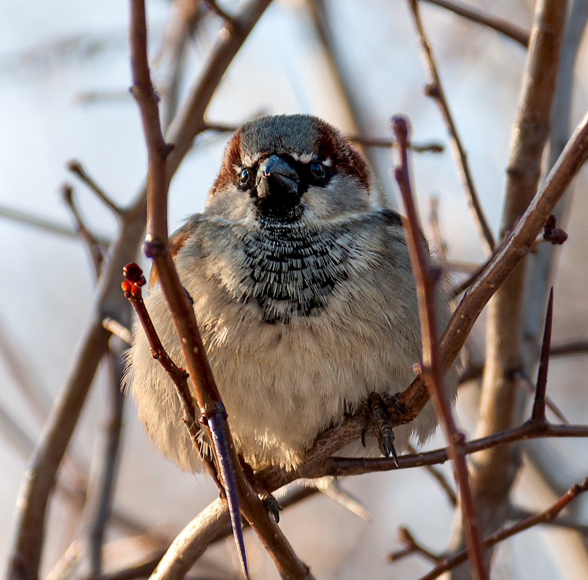 DSC_3976.jpg