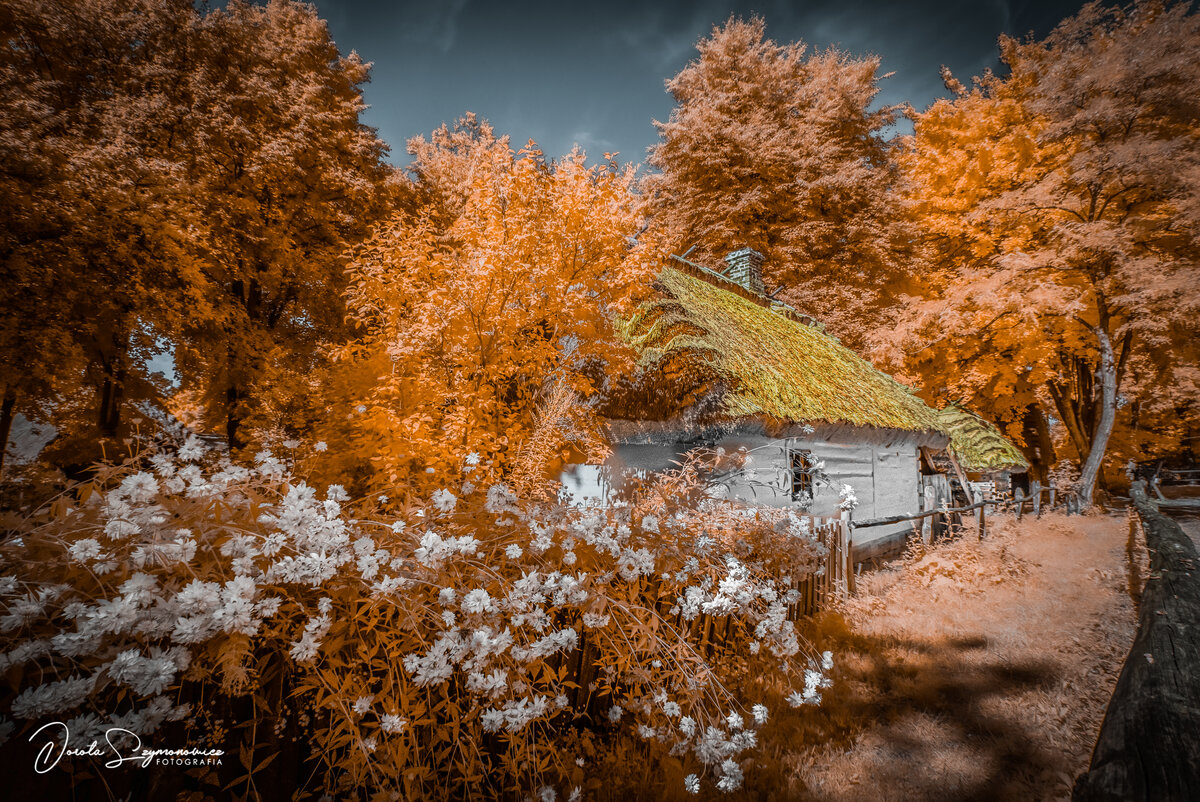 DSC_4753a.jpg