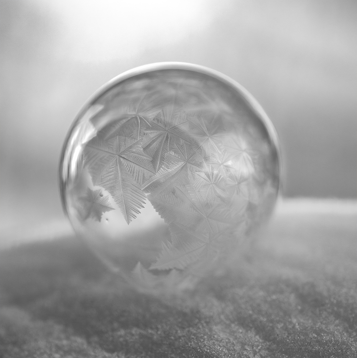 DSC_5011-Enhanced-NR copy.jpg