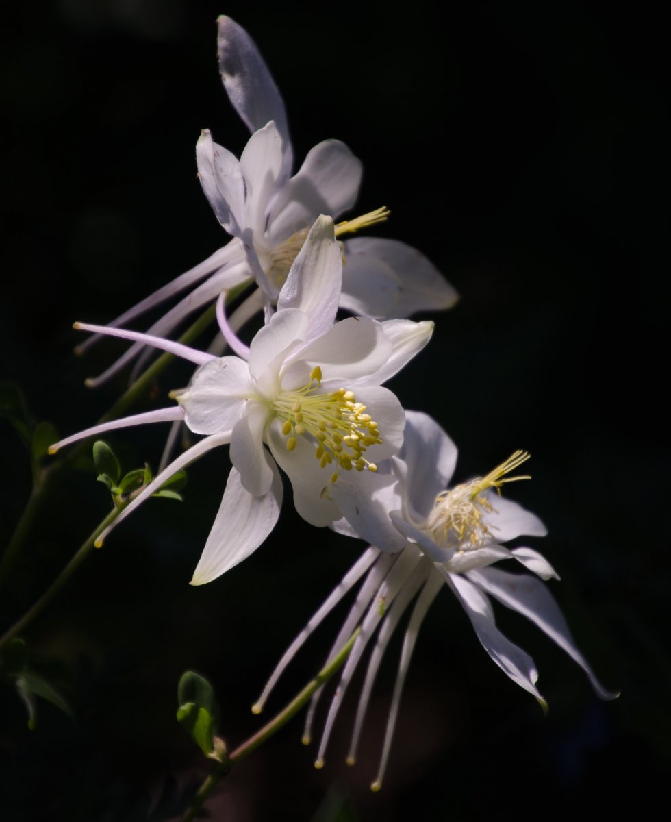 DSC_5955-3.jpg