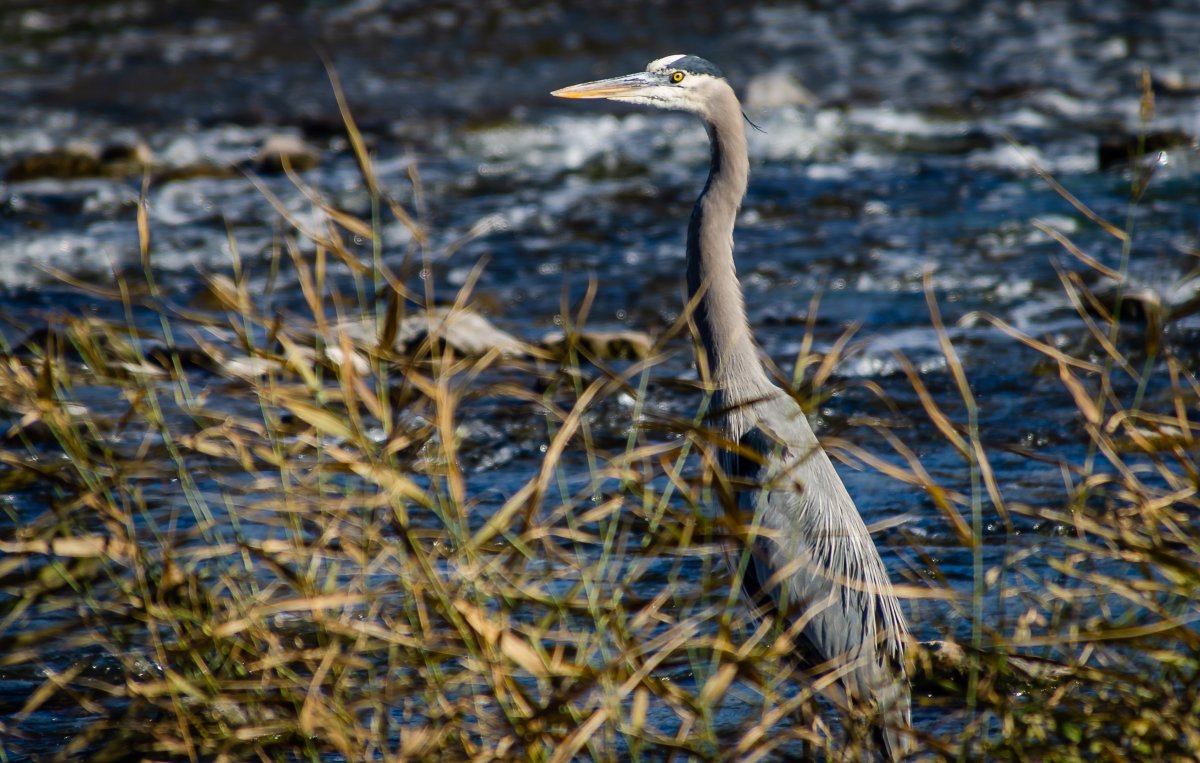 DSC_6220-2.jpg