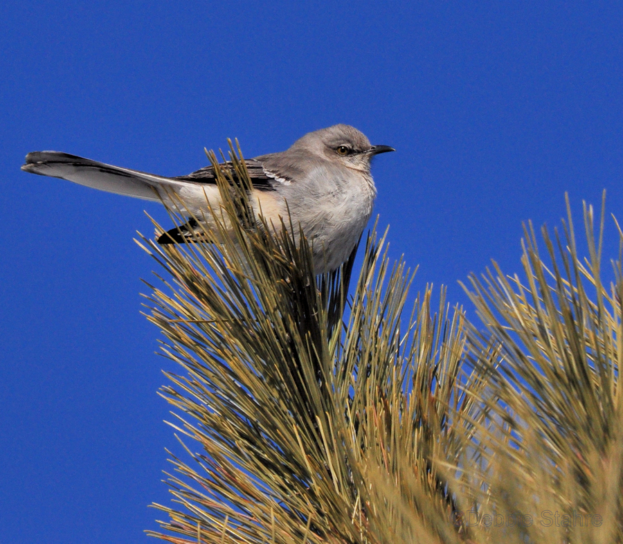 DSC_6823Mockingbird.jpg
