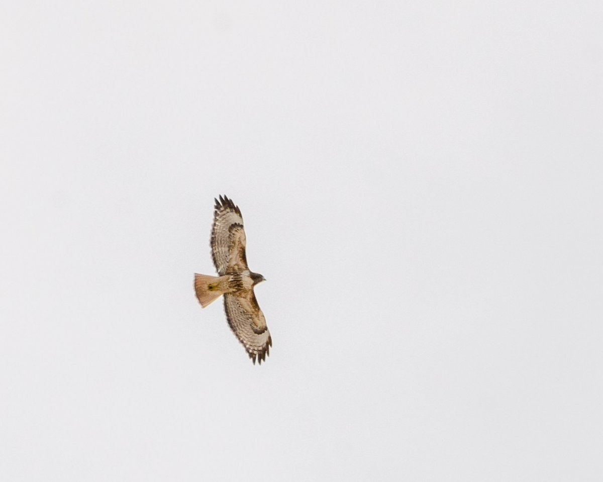 DSC_7560-4.jpg
