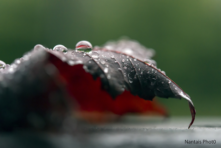 DSC_7624sm.jpg