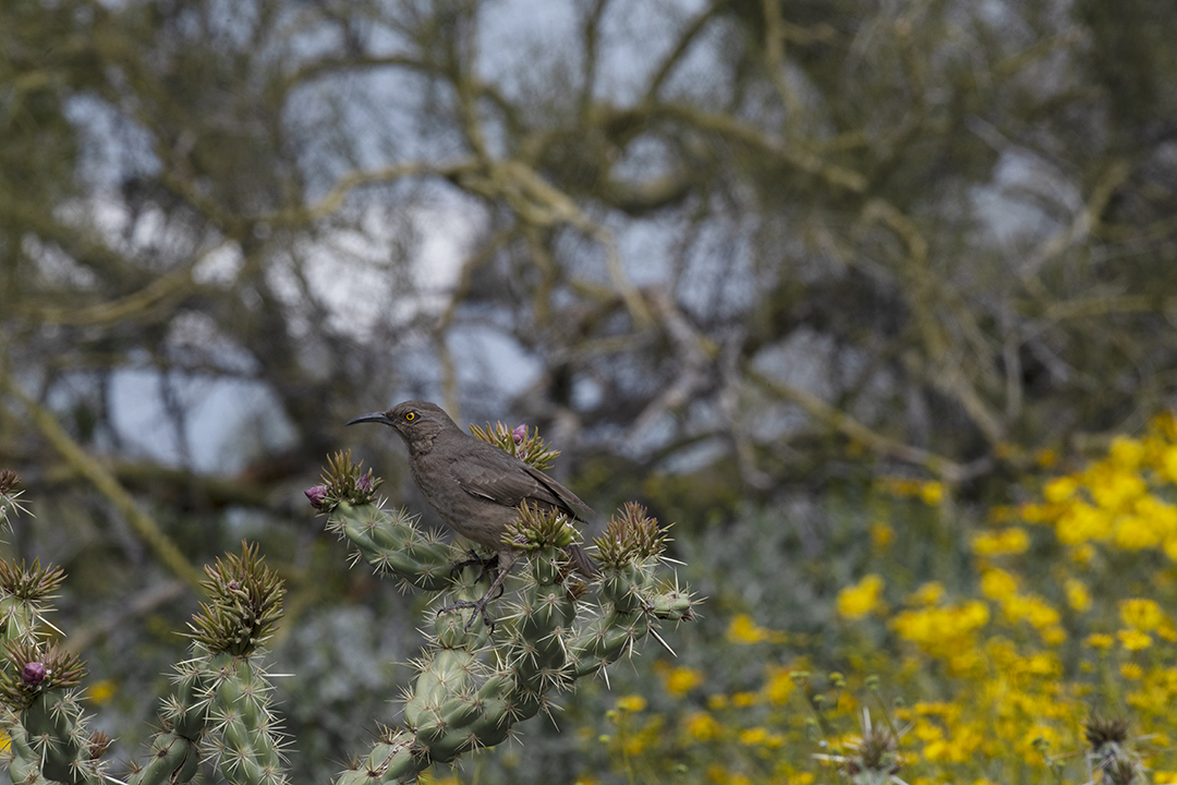 DSC_7677.jpg