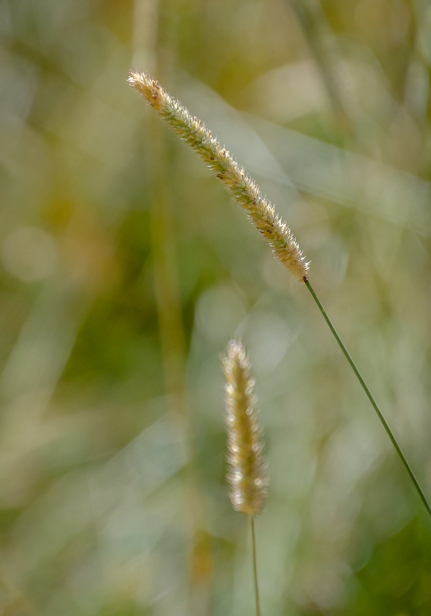 DSC_7918.jpg