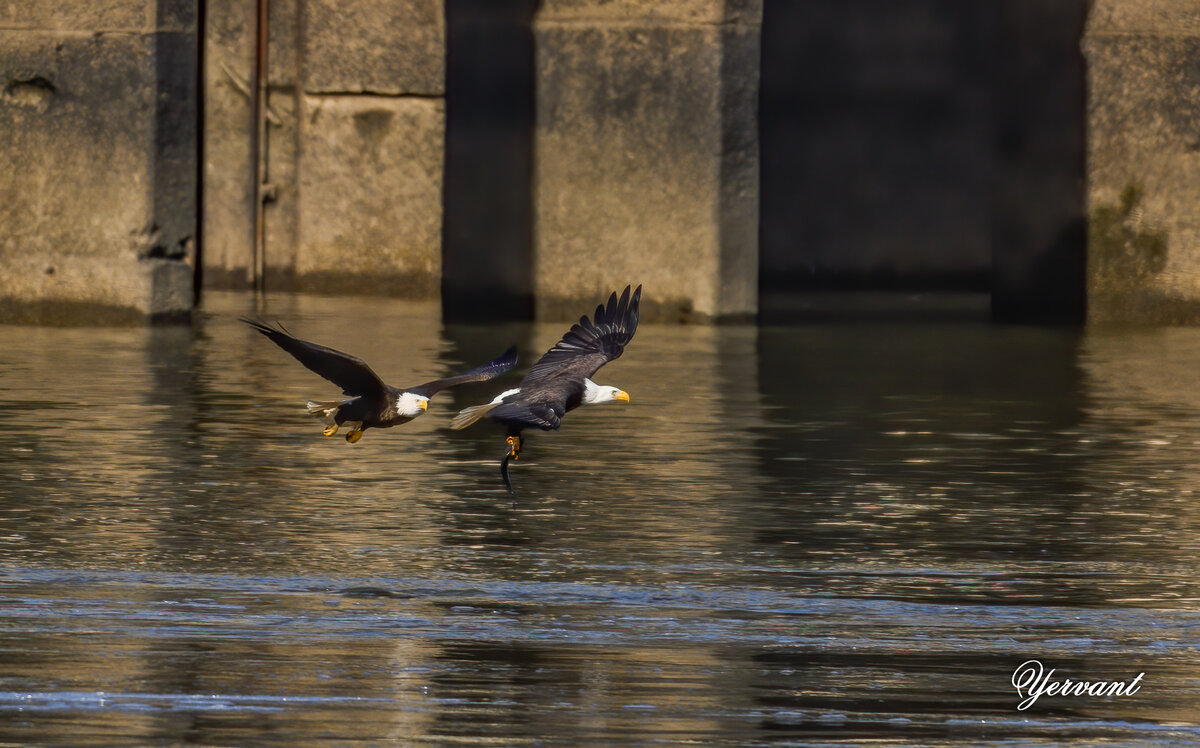 DSC_8500-Edit-2.jpg