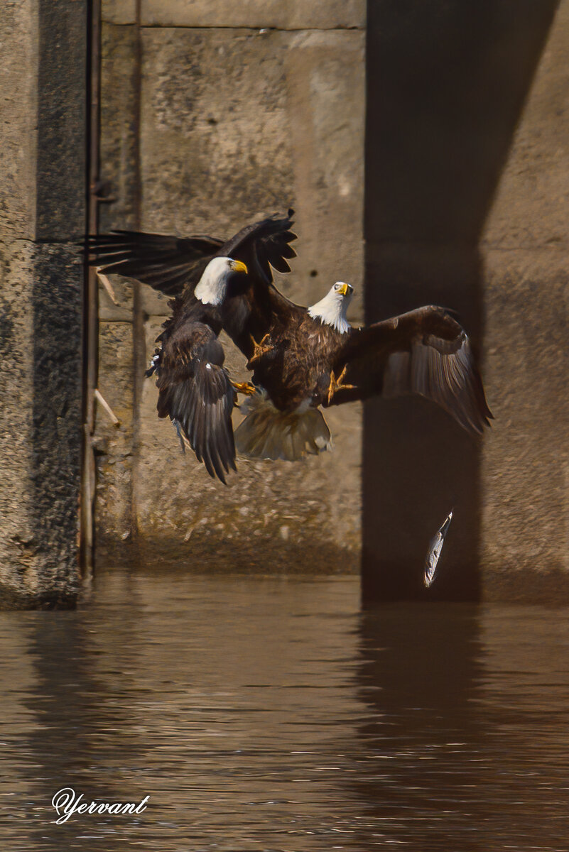 DSC_8503-Edit.jpg