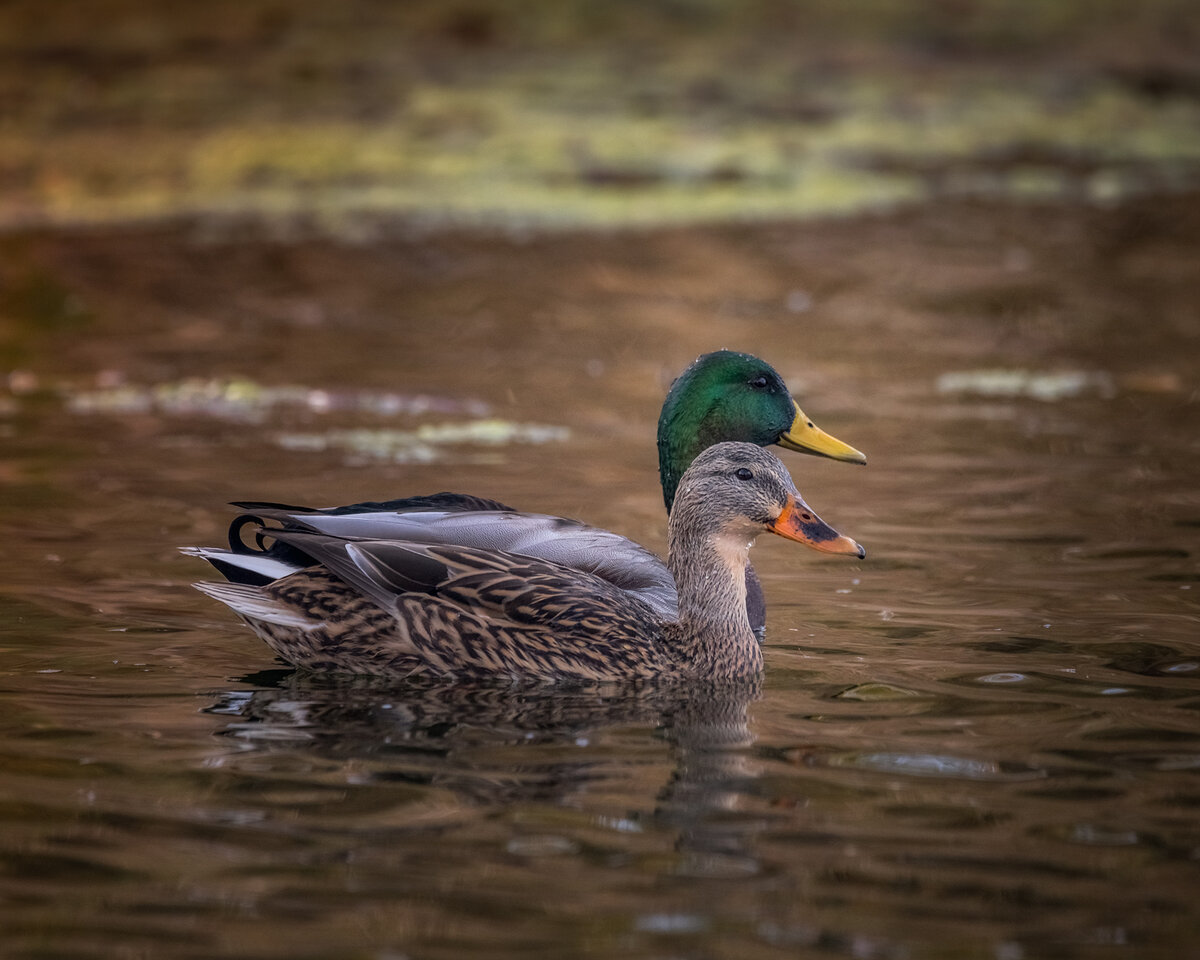 Ducks---1.jpg