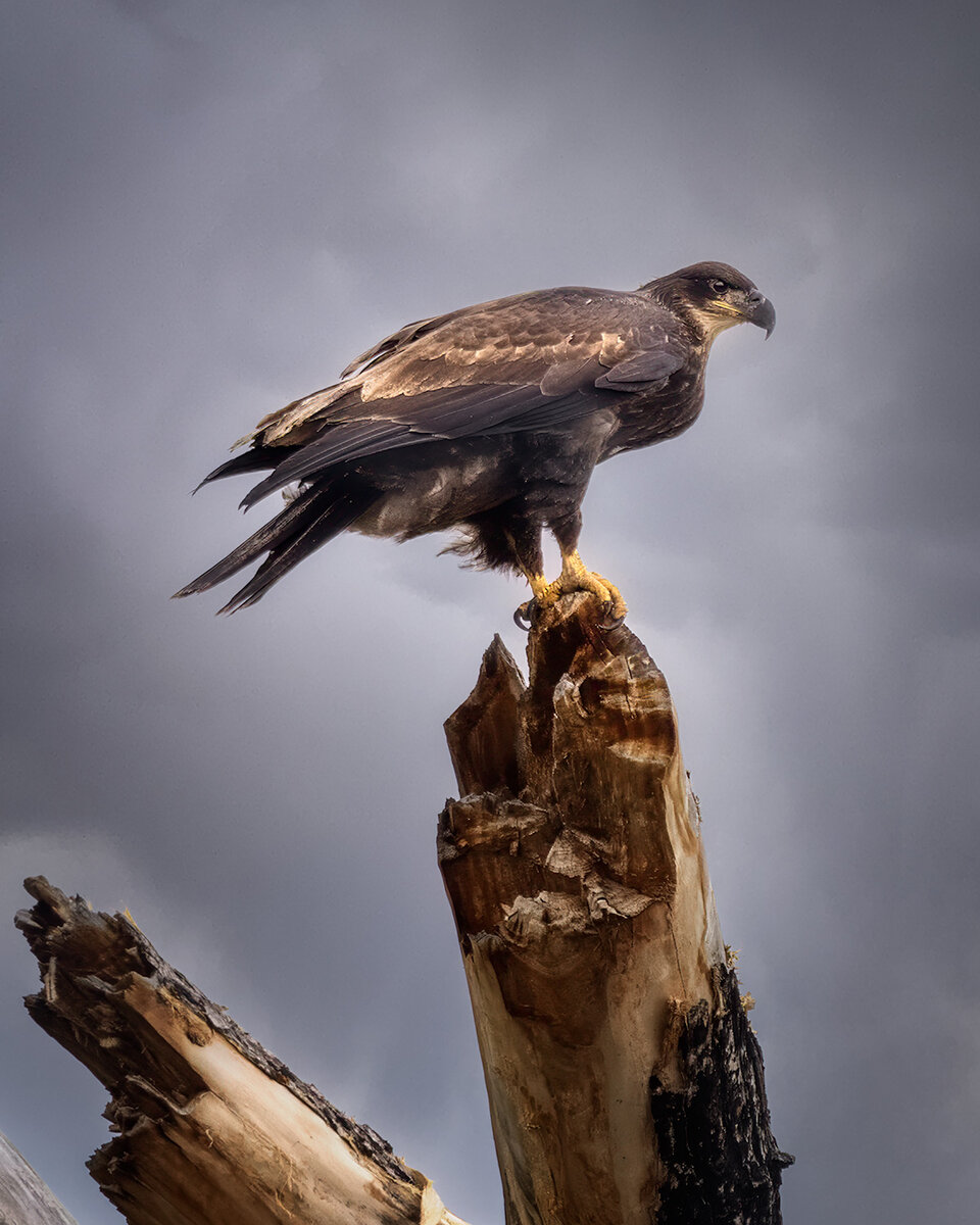 eagle-1Cropped---08-18-2024.jpg