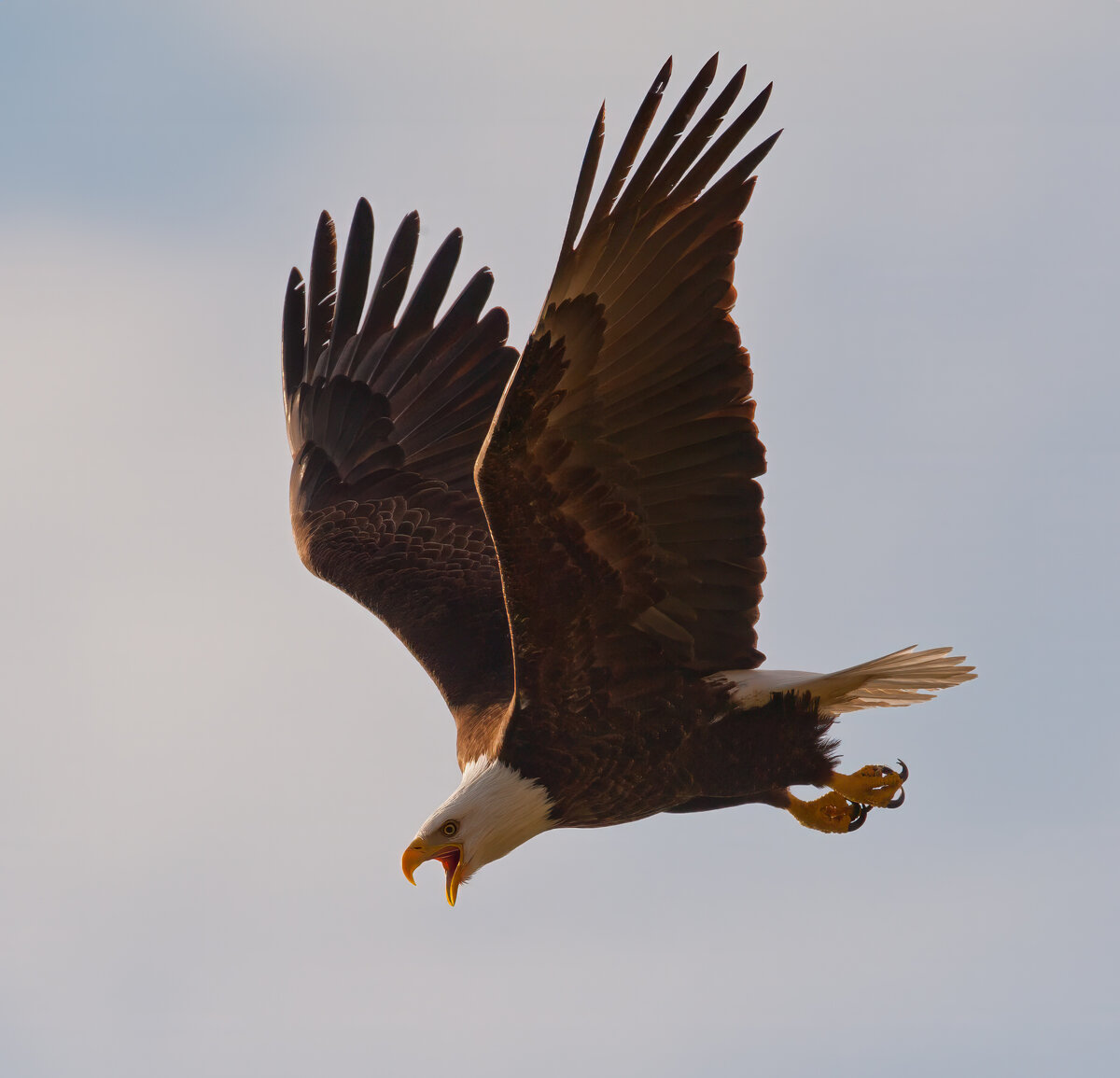 eagle in flight.jpg