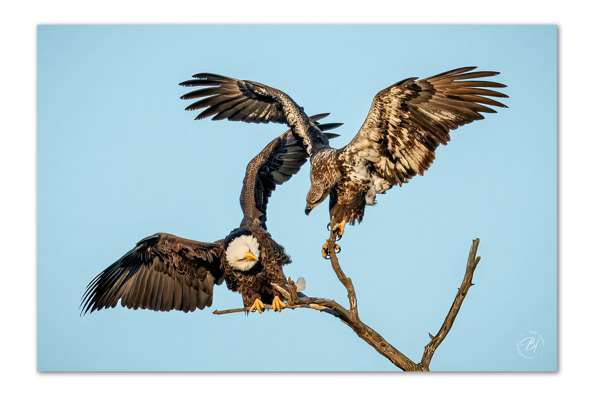 eagles.jpg