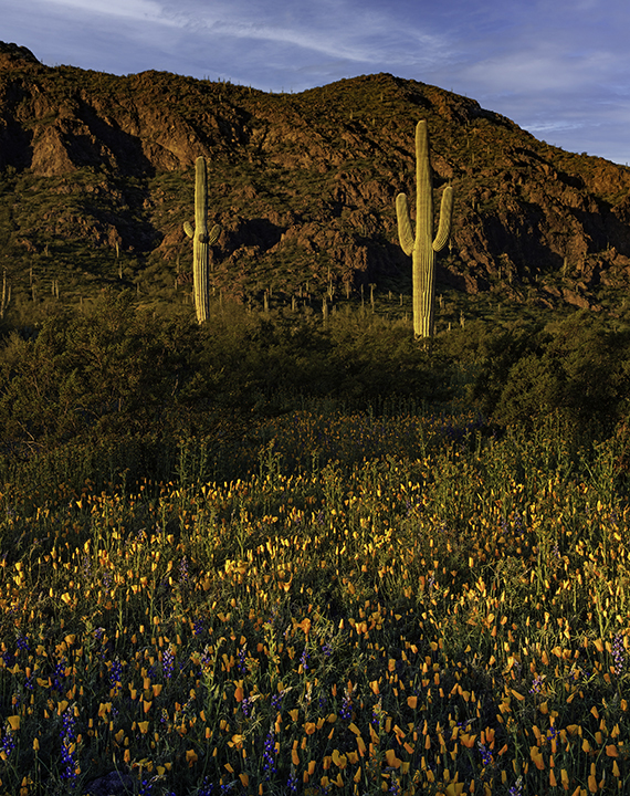 Early Lightr, Picacho Peak State Park, AZ brighter II.jpg