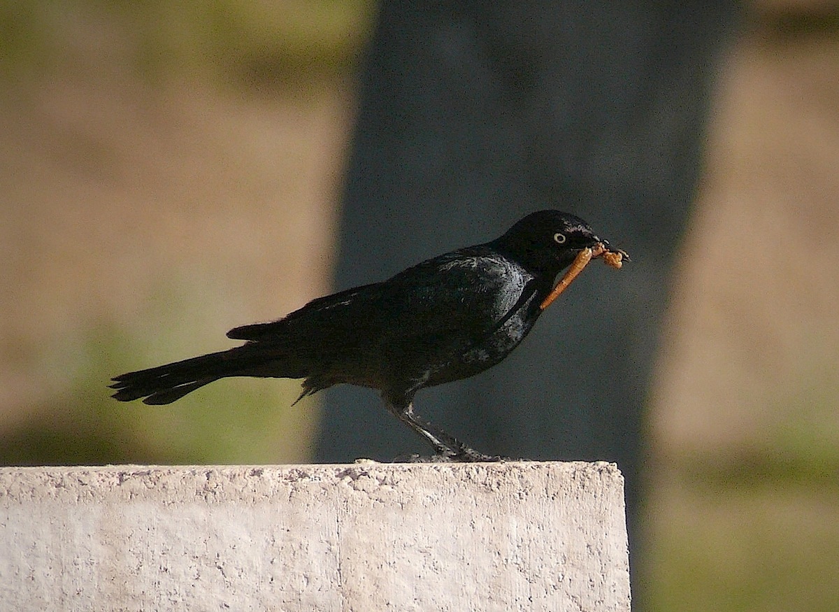 earlybird.jpg