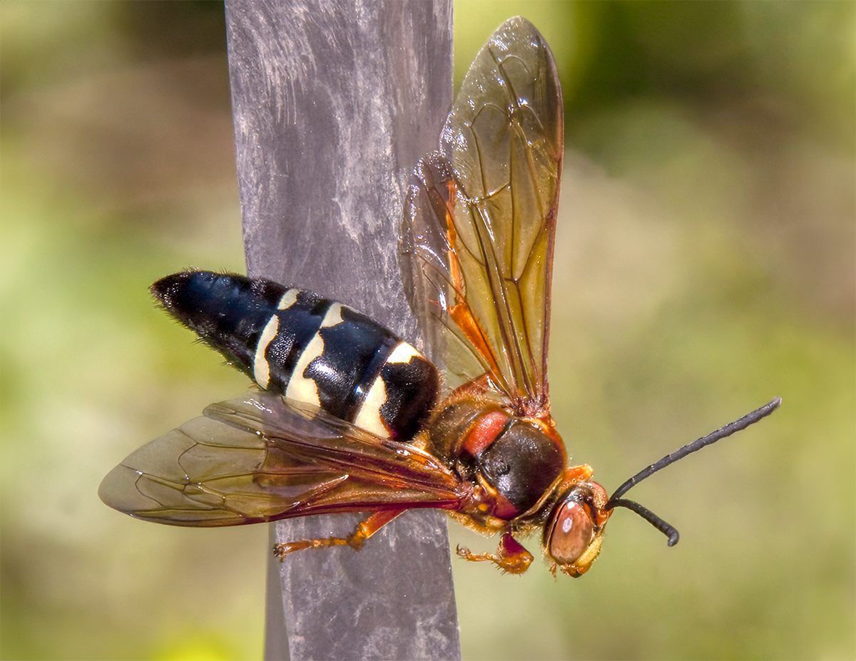 Eastern Cicada Killer (Sphecius speciosus).png