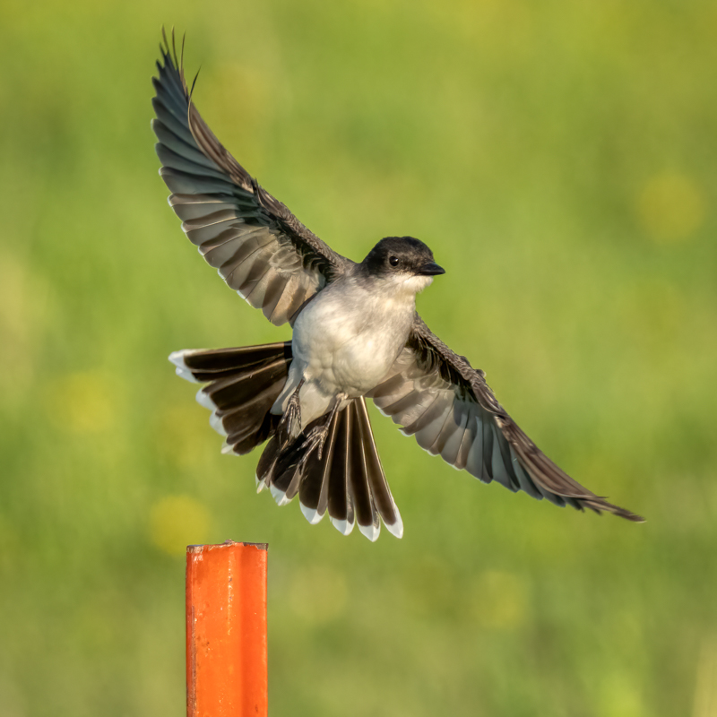 Eastern kingbird-01068-Edit-2.jpg