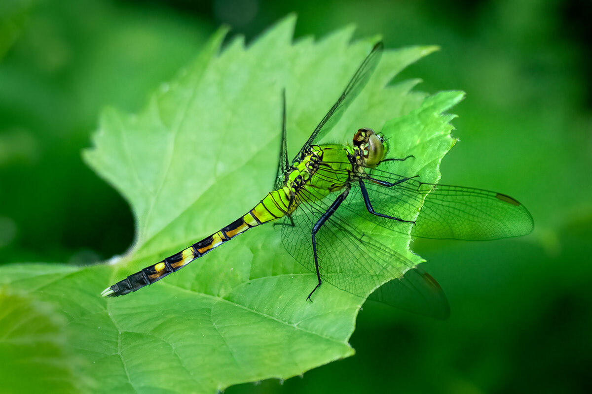 Eastern Pondhawk - female.jpg