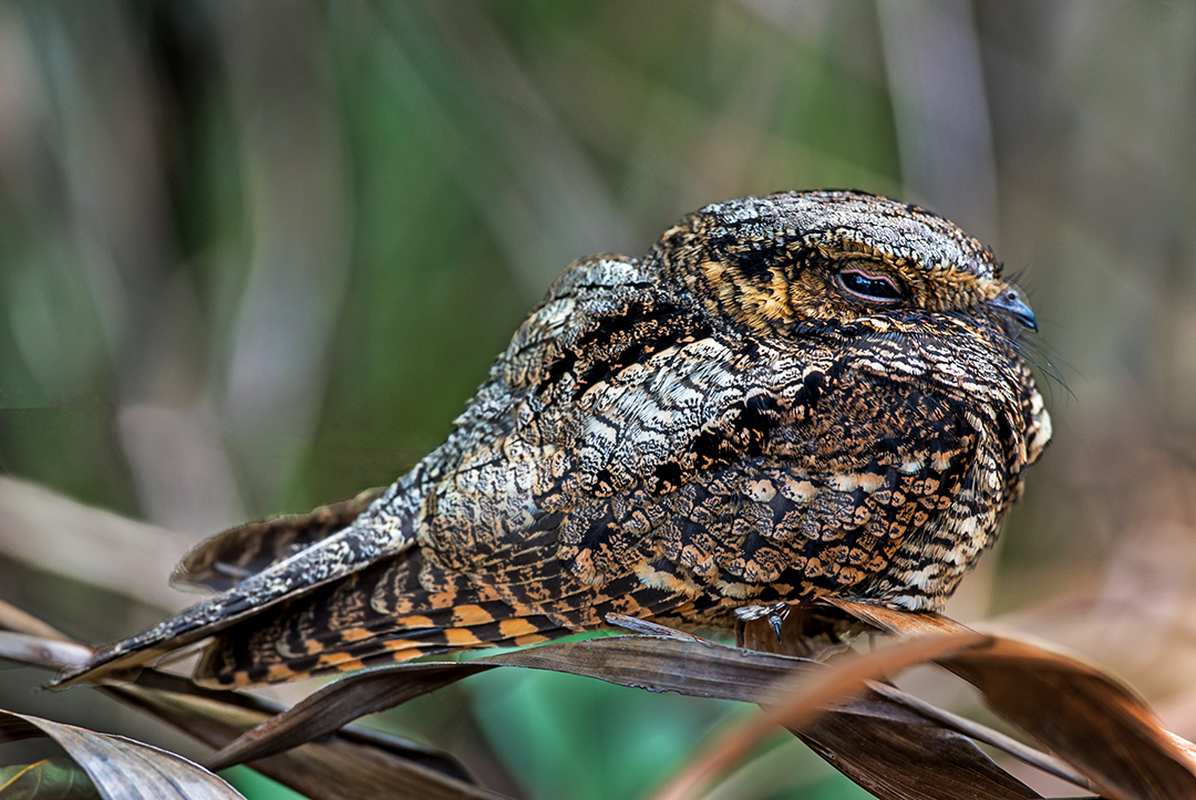 Eastern Whip-poor-will (1 of 1).jpg