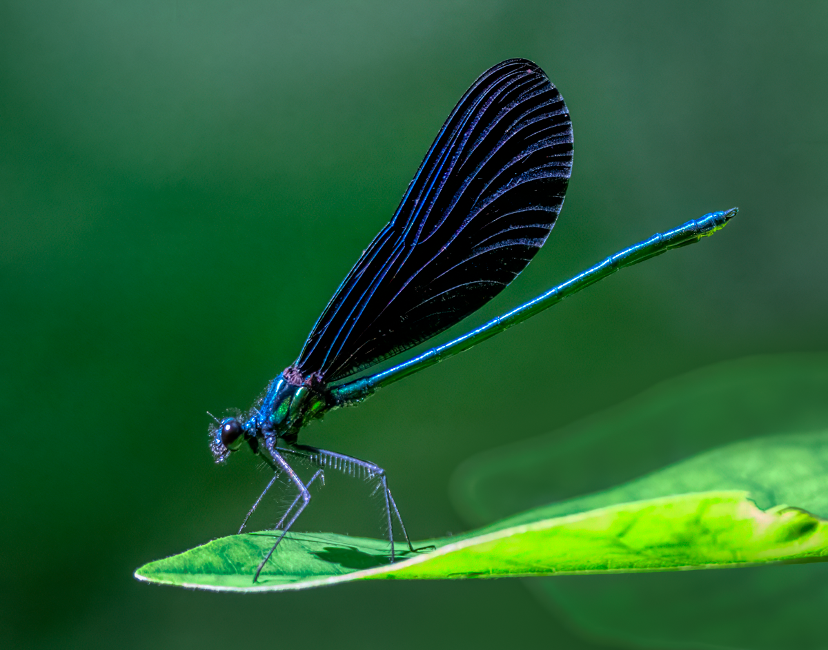 Ebony jewelwing-0892.png