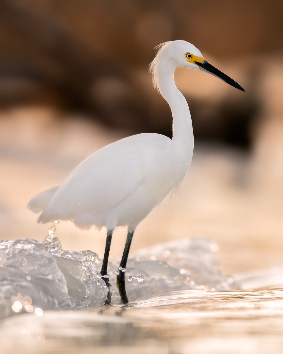 egret-at-the-shoreline.jpg-nggid03922-ngg0dyn-960x1200x100-00f0w010c010r110f110r010t010.jpg