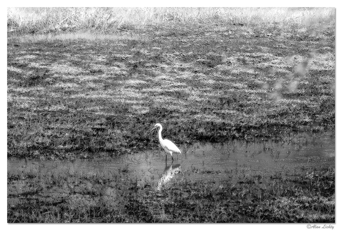 Egret.jpg