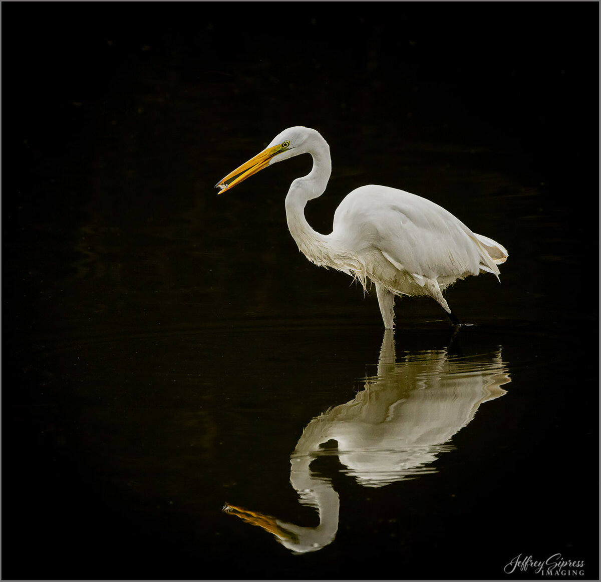egret1.jpg