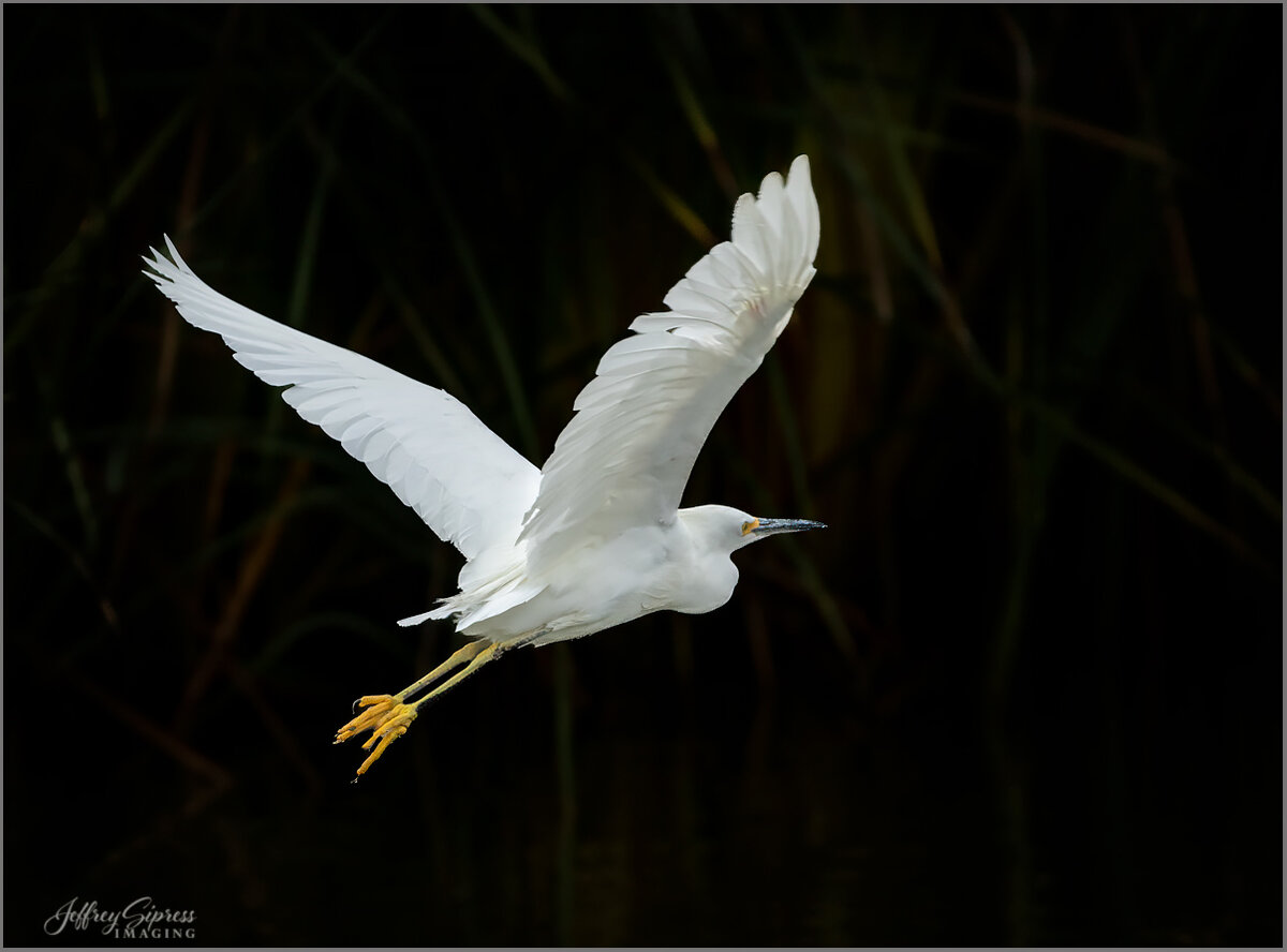 egret2.jpg