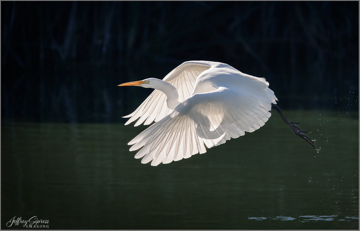 egret3.jpg
