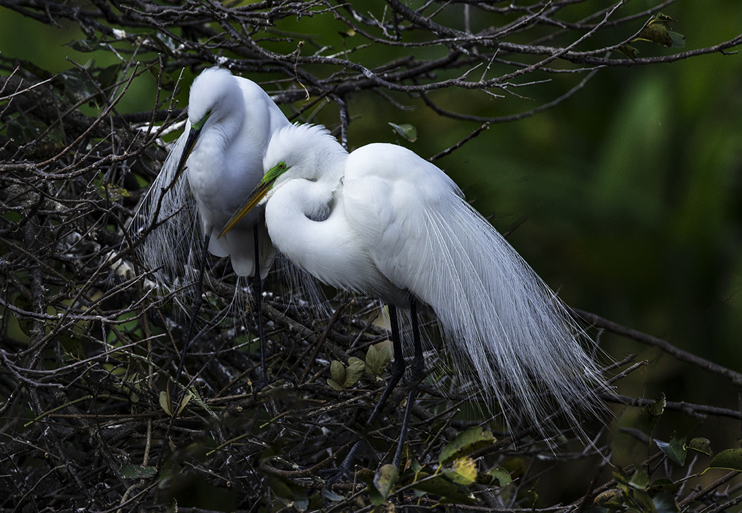 Egrets Nesting.jpg