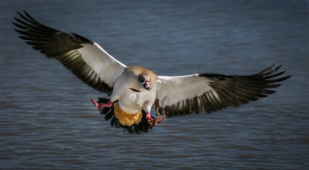 Egyptian goose-9412-Edit.jpg
