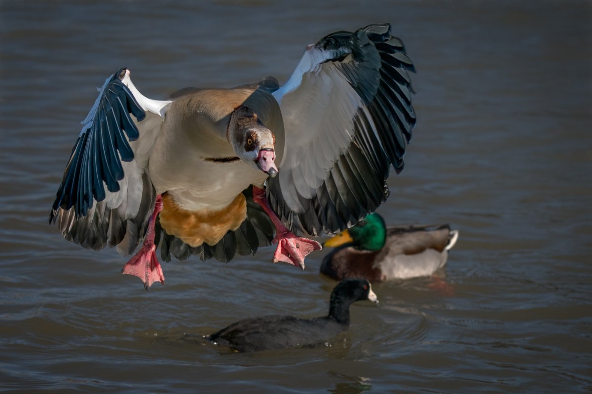 Egyptian Goose-9417-Edit.jpg