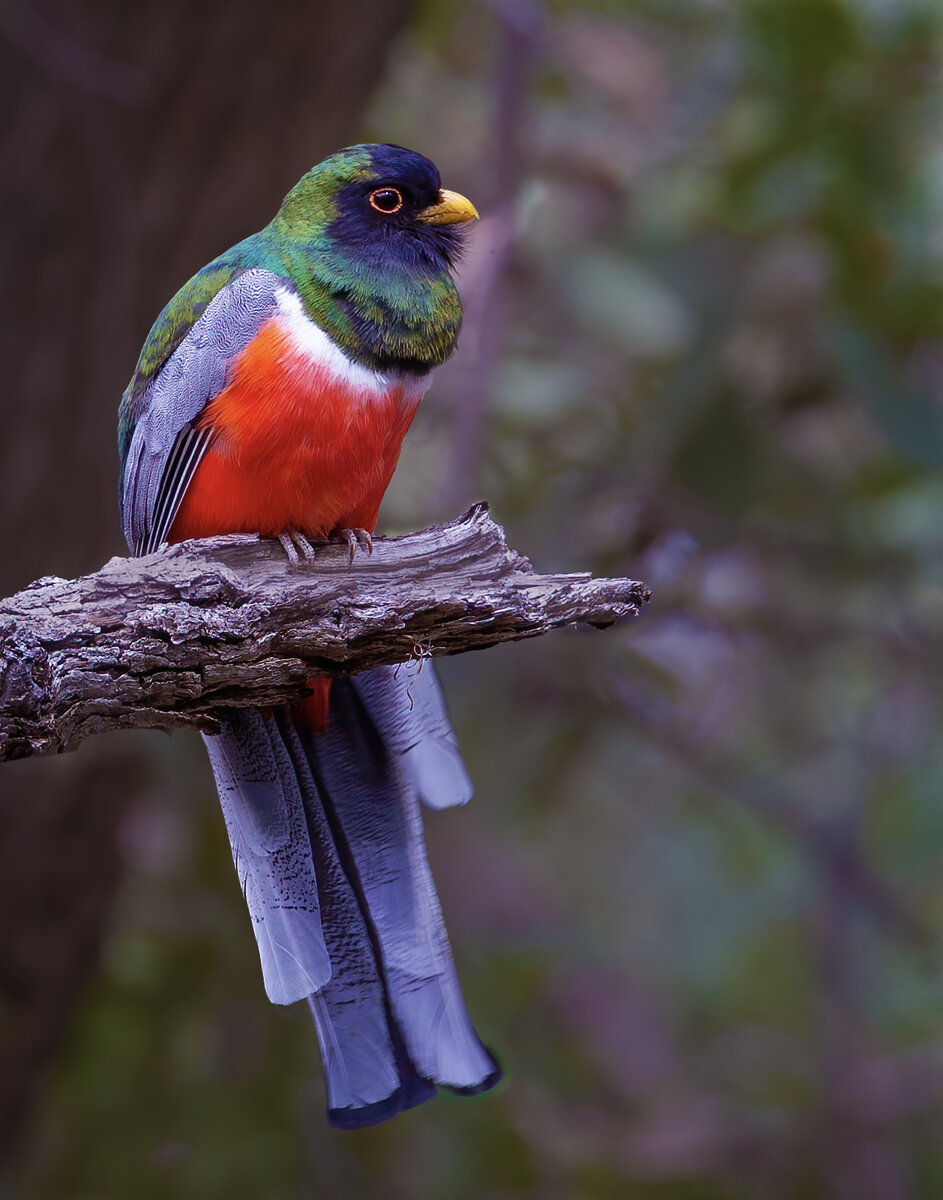 Elegant trogo-1564-Edit.jpg