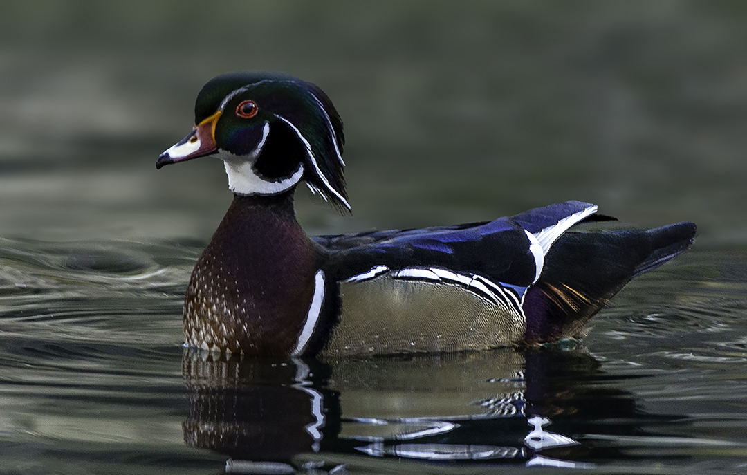elegant wood duck.jpg