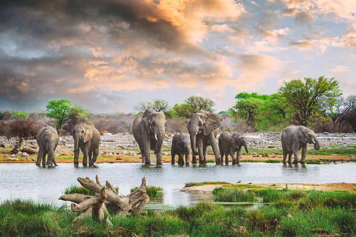 Elephants-Late-Afternoon-20x16-semi-gloss-rc-Edit-sharpened.jpeg