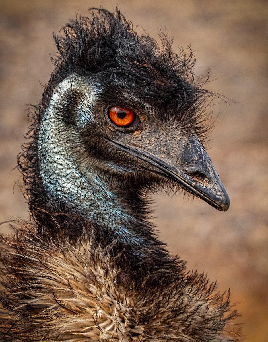 Emu.jpg