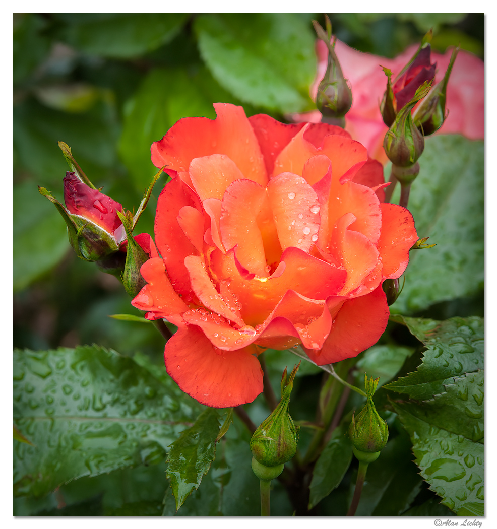 ESP-RainyRoses10.jpg