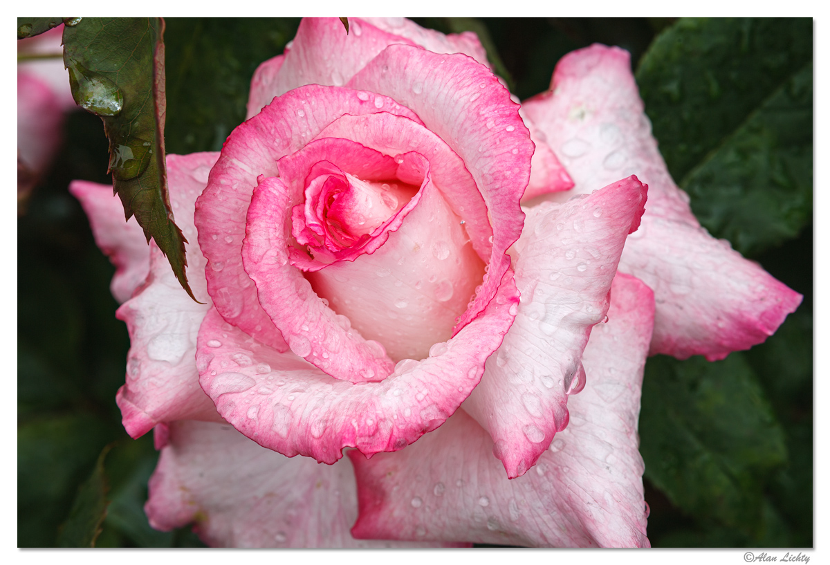 ESP-RainyRoses11.jpg