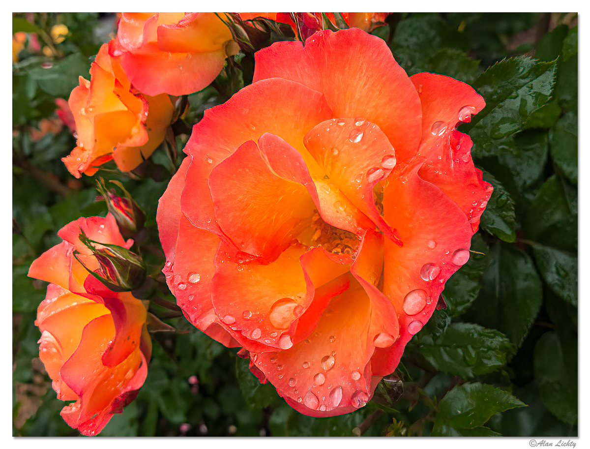 ESP-RainyRoses13.jpg