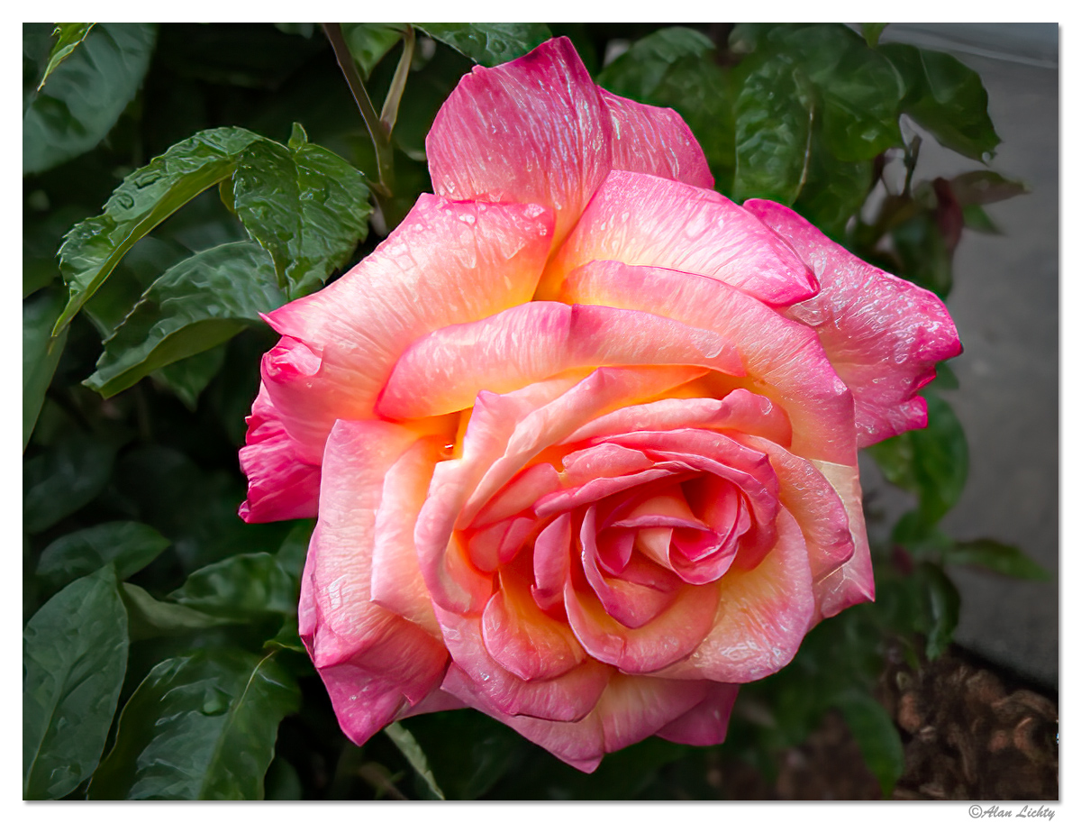 ESP-RainyRoses14.jpg