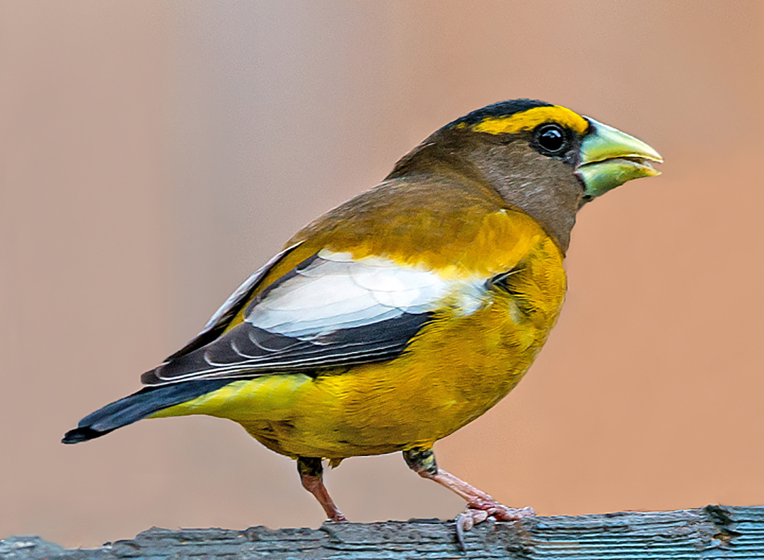Evening Grosbeak  III.jpg