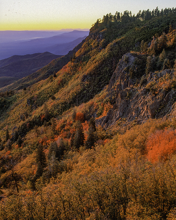 Fall color on Mingus Mountain.jpg