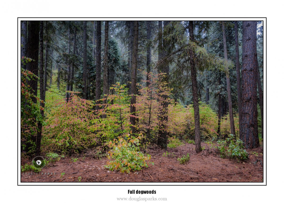 Fall dogwoods.jpg
