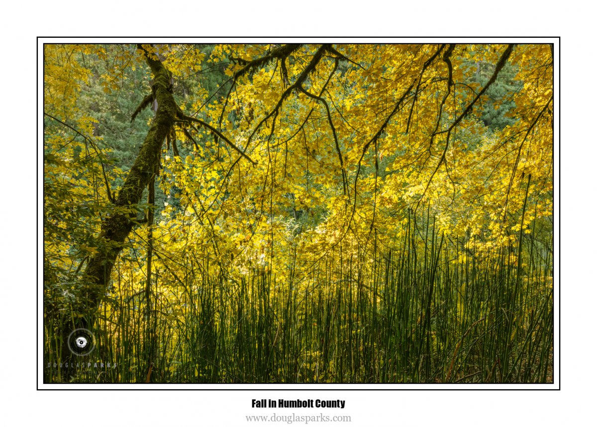 Fall in Humbolt County.jpg