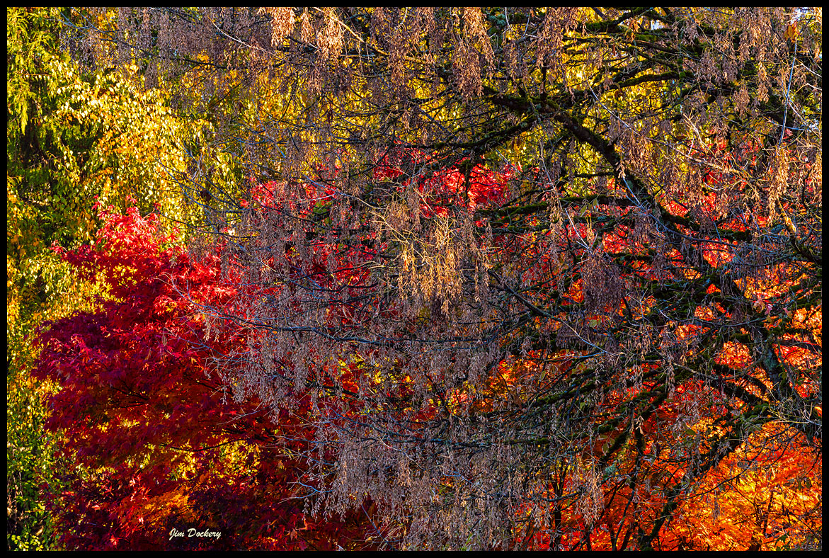 Fall-Leaves-Corner-(84).jpg