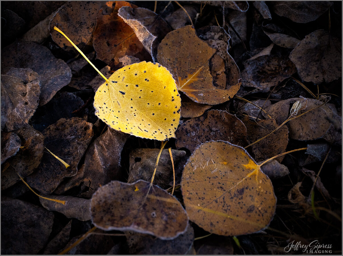 fallenleaf1.jpg